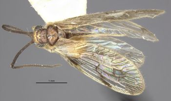 Media type: image;   Entomology 36096 Aspect: habitus dorsal view